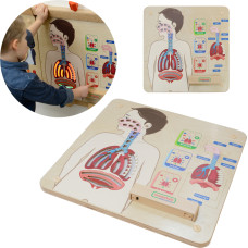 Masterkidz Montessori Respiratory System Educational Board