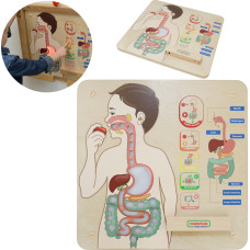 Masterkidz Montessori Digestive System Educational Board